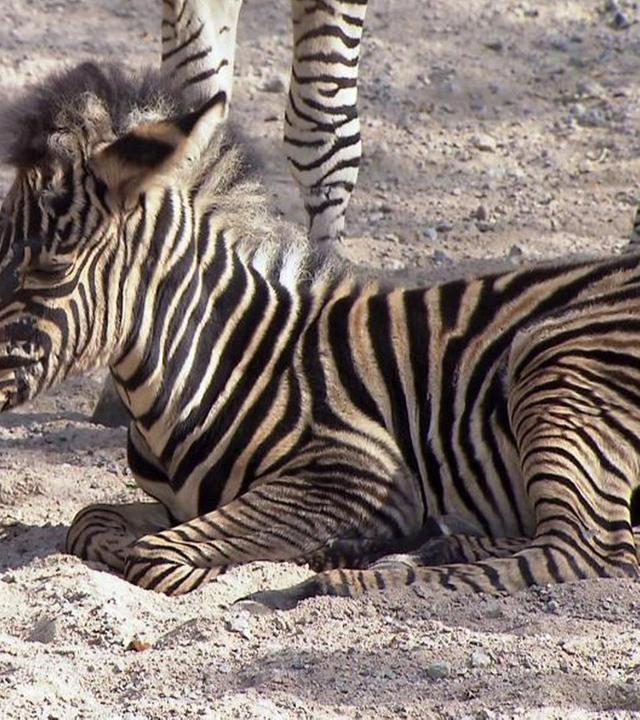 Streit um das Zebrababy
