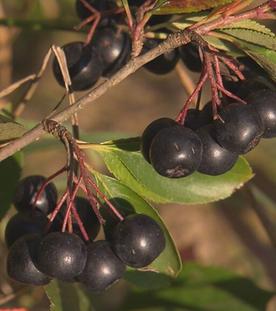 Süßlupinen, Aroniabeeren und Zuchtpilze neu entdeckt