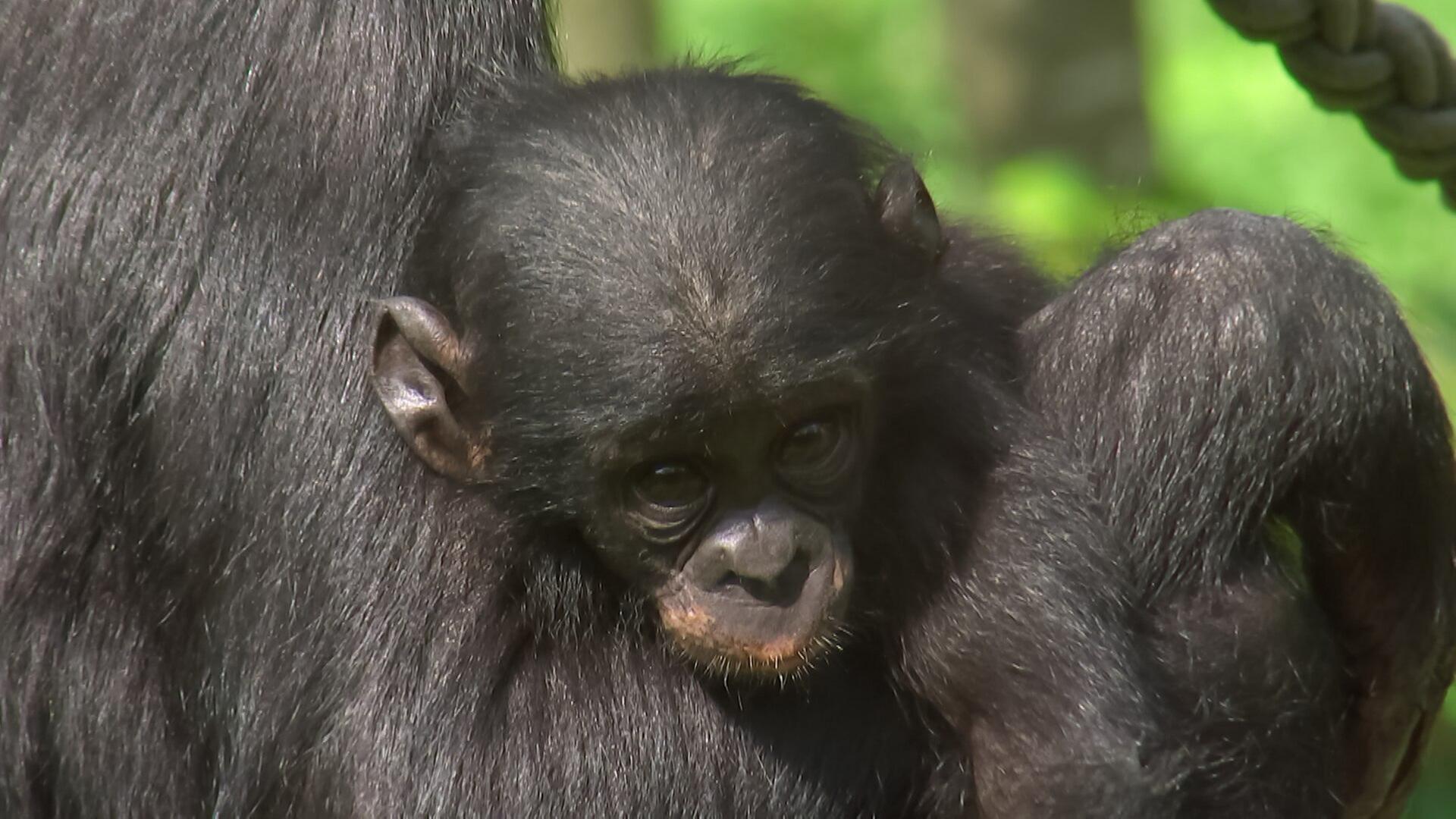 Tausche Flosse gegen Fell