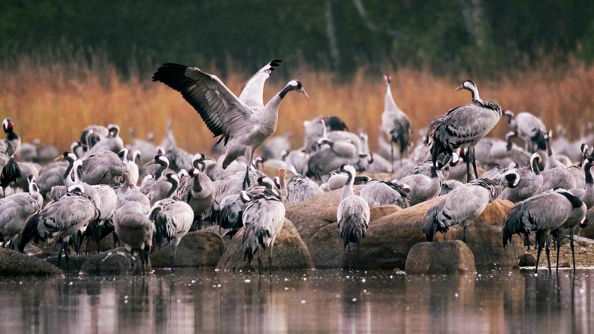 Tausend Moore, hundert Seen und ein Wald