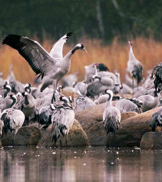 Tausend Moore, hundert Seen und ein Wald