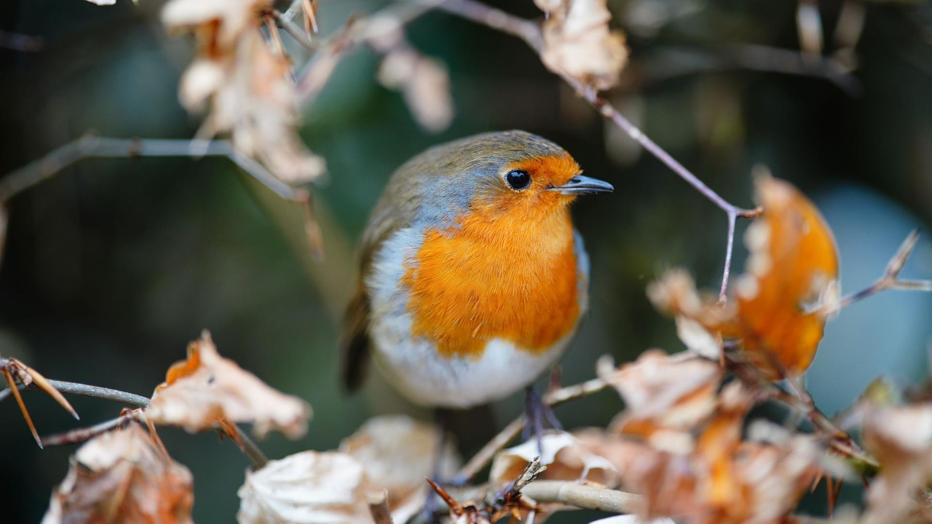 Tiere im Winter, Brunnenbau, Zaubernuss
