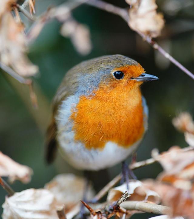Tiere im Winter, Brunnenbau, Zaubernuss