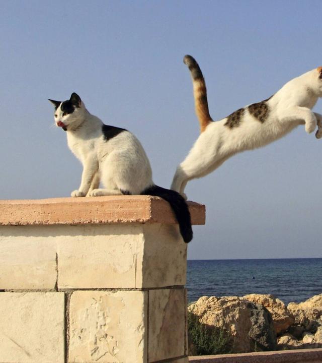 Tiere suchen ein Zuhause