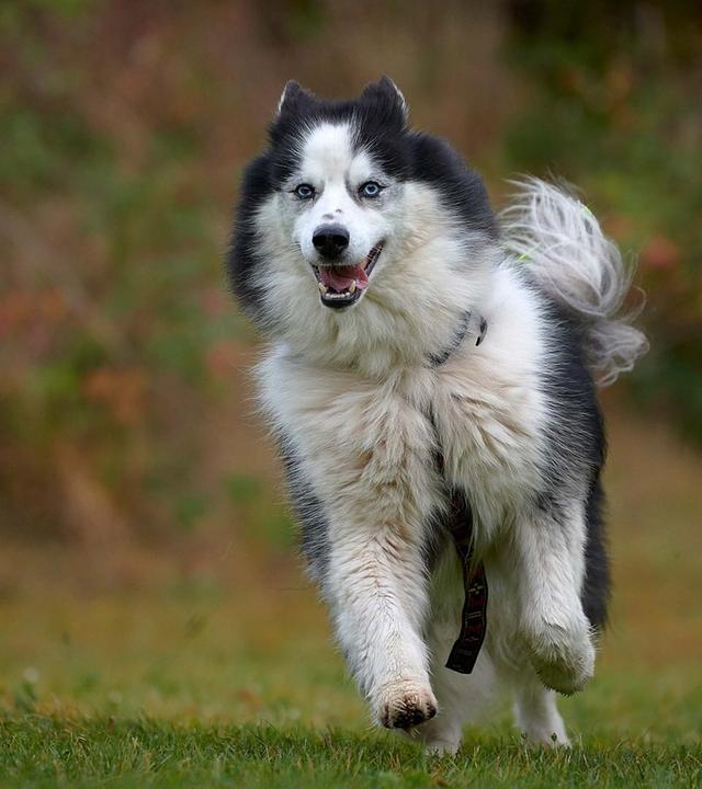 Tiere suchen ein Zuhause