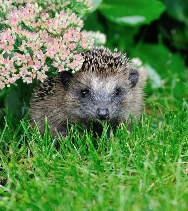 Tiere suchen ein Zuhause