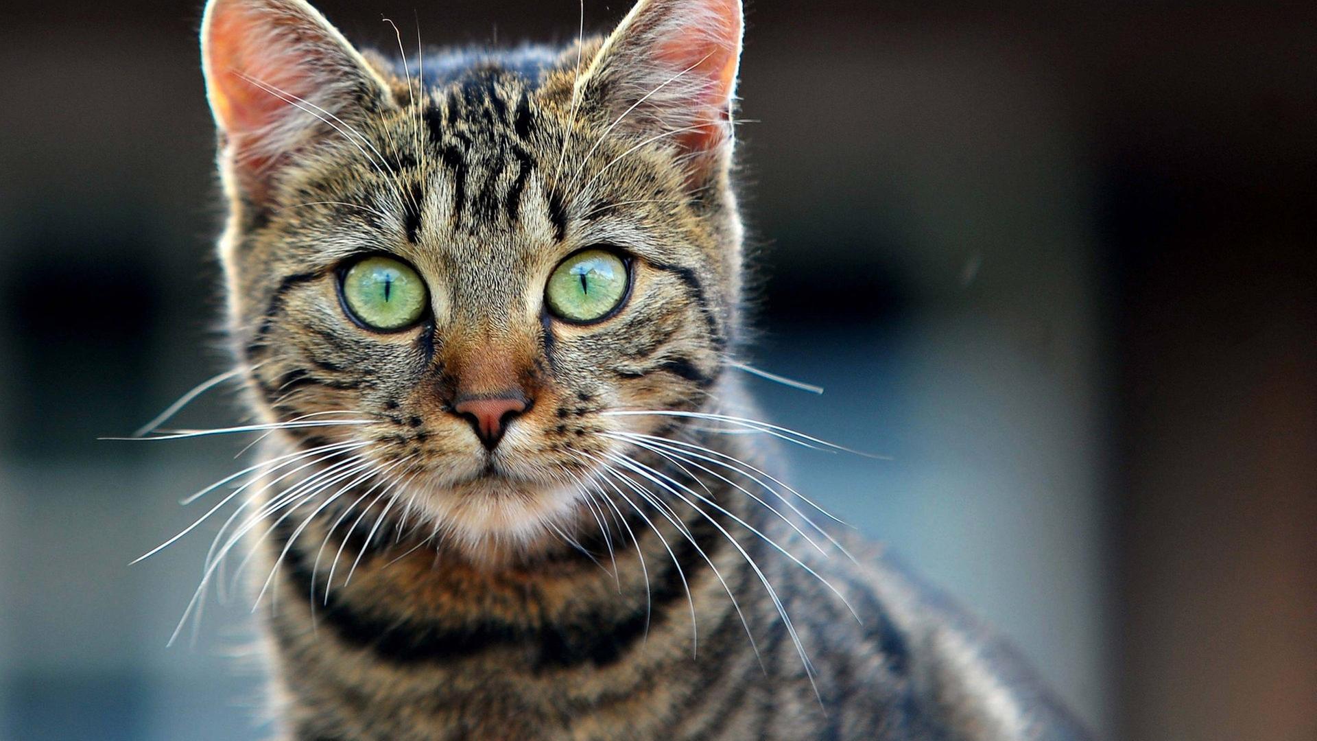 Tiere suchen ein Zuhause