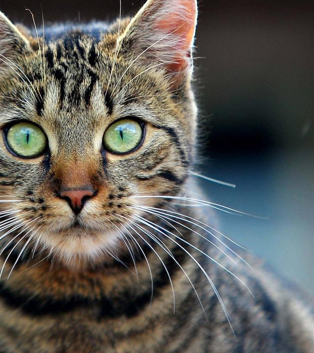 Tiere suchen ein Zuhause