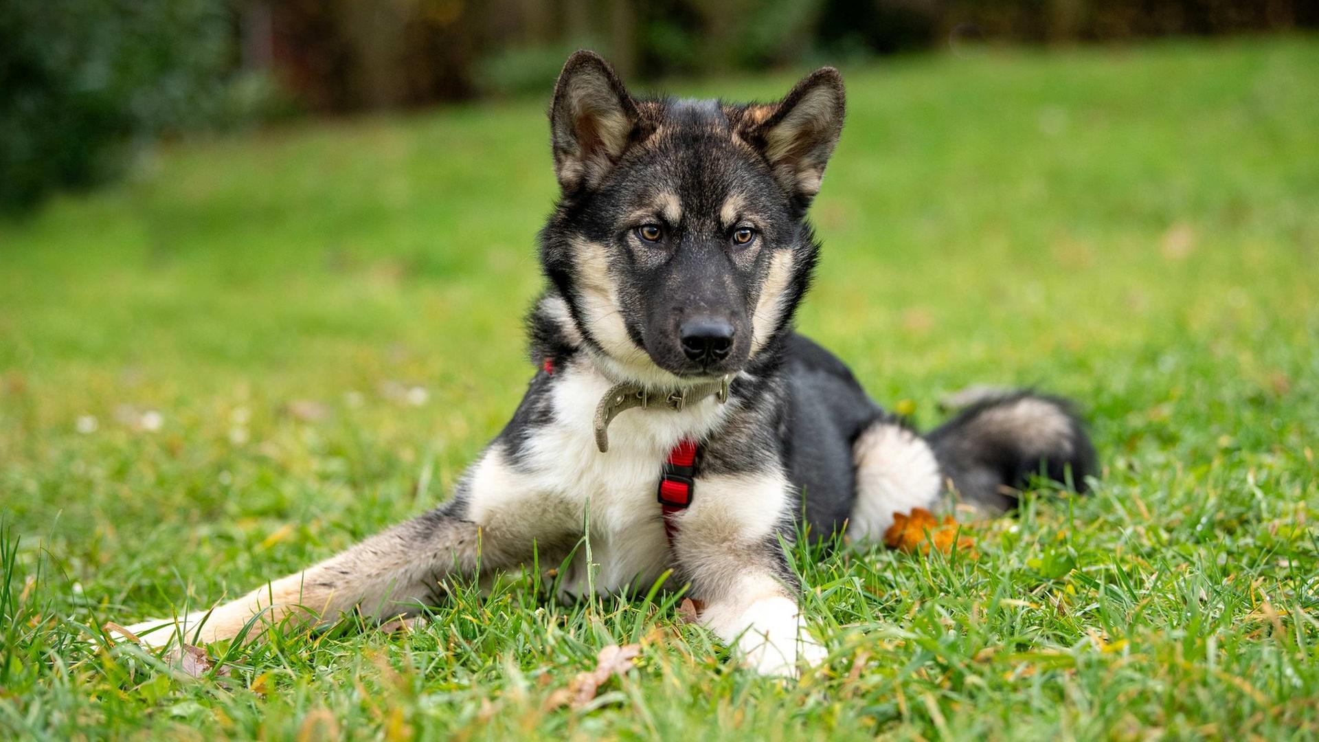 Tiere suchen ein Zuhause