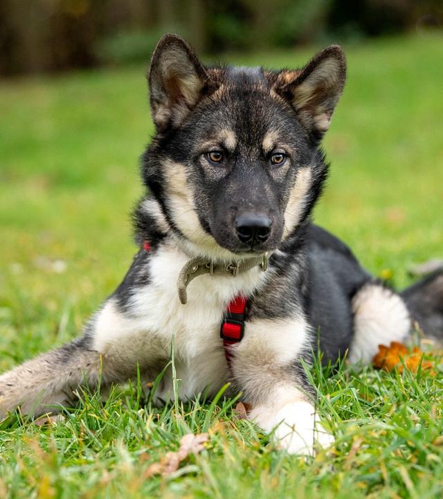 Tiere suchen ein Zuhause