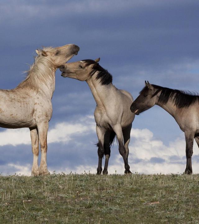 Tiere suchen ein Zuhause