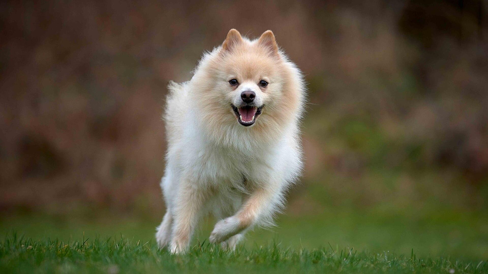 Tiere suchen ein Zuhause