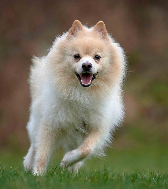 Tiere suchen ein Zuhause