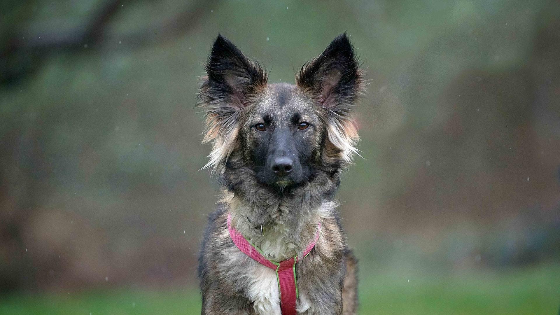 Tiere suchen ein Zuhause