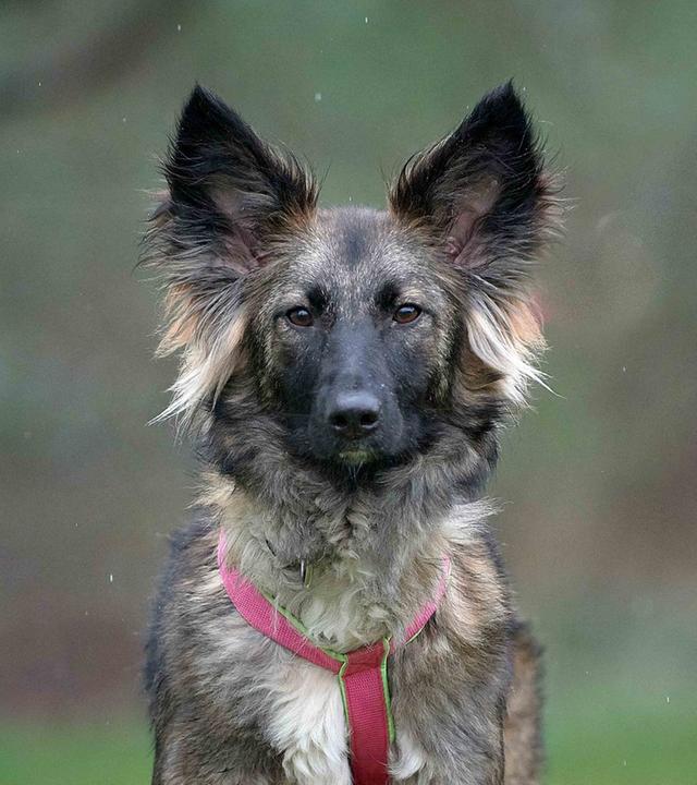 Tiere suchen ein Zuhause