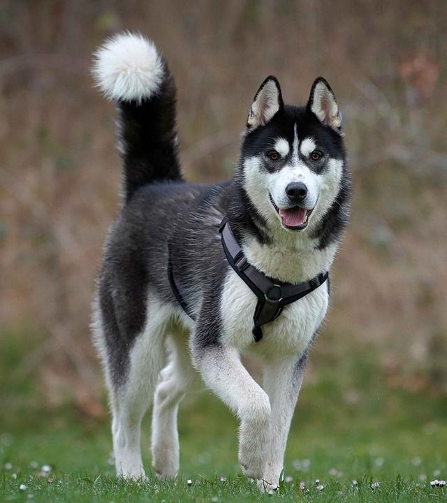 Tiere suchen ein Zuhause