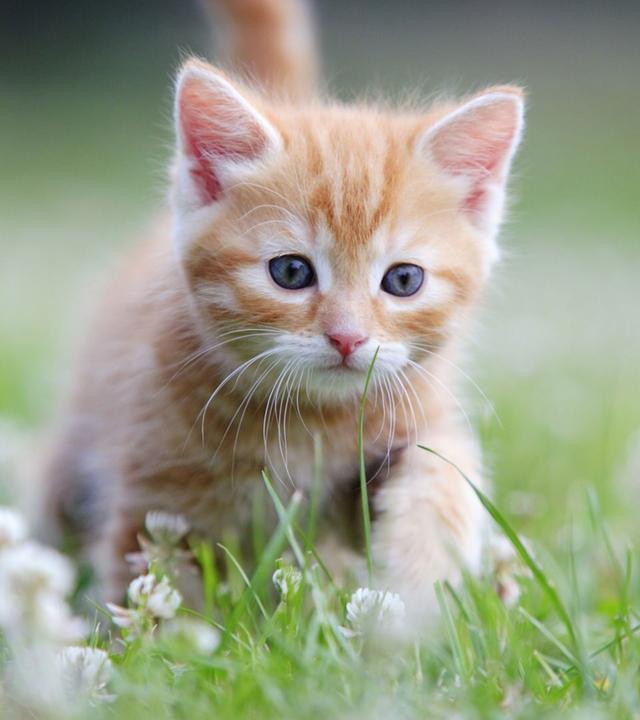 Tiere suchen ein Zuhause