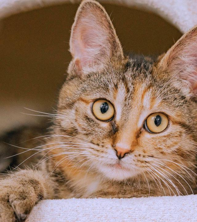 Tiere suchen ein Zuhause