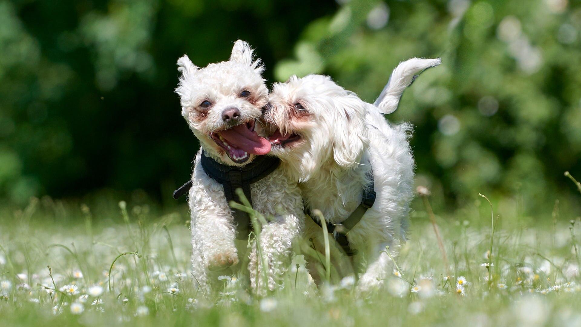 Tiere suchen ein Zuhause