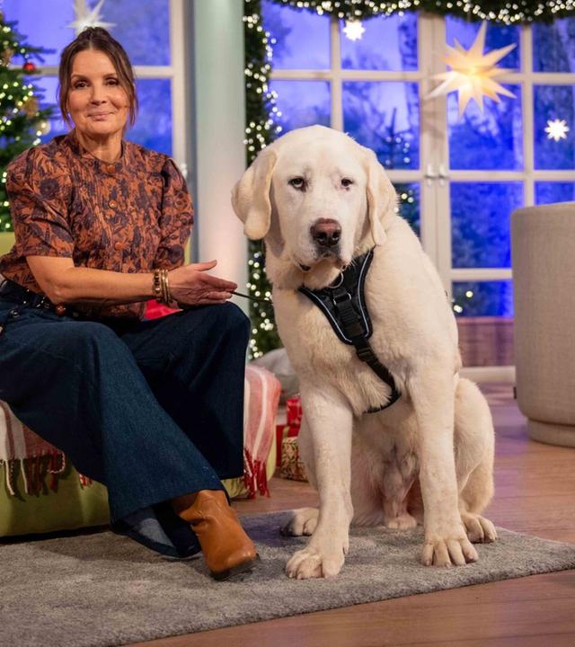 Tiere suchen ein Zuhause im Advent