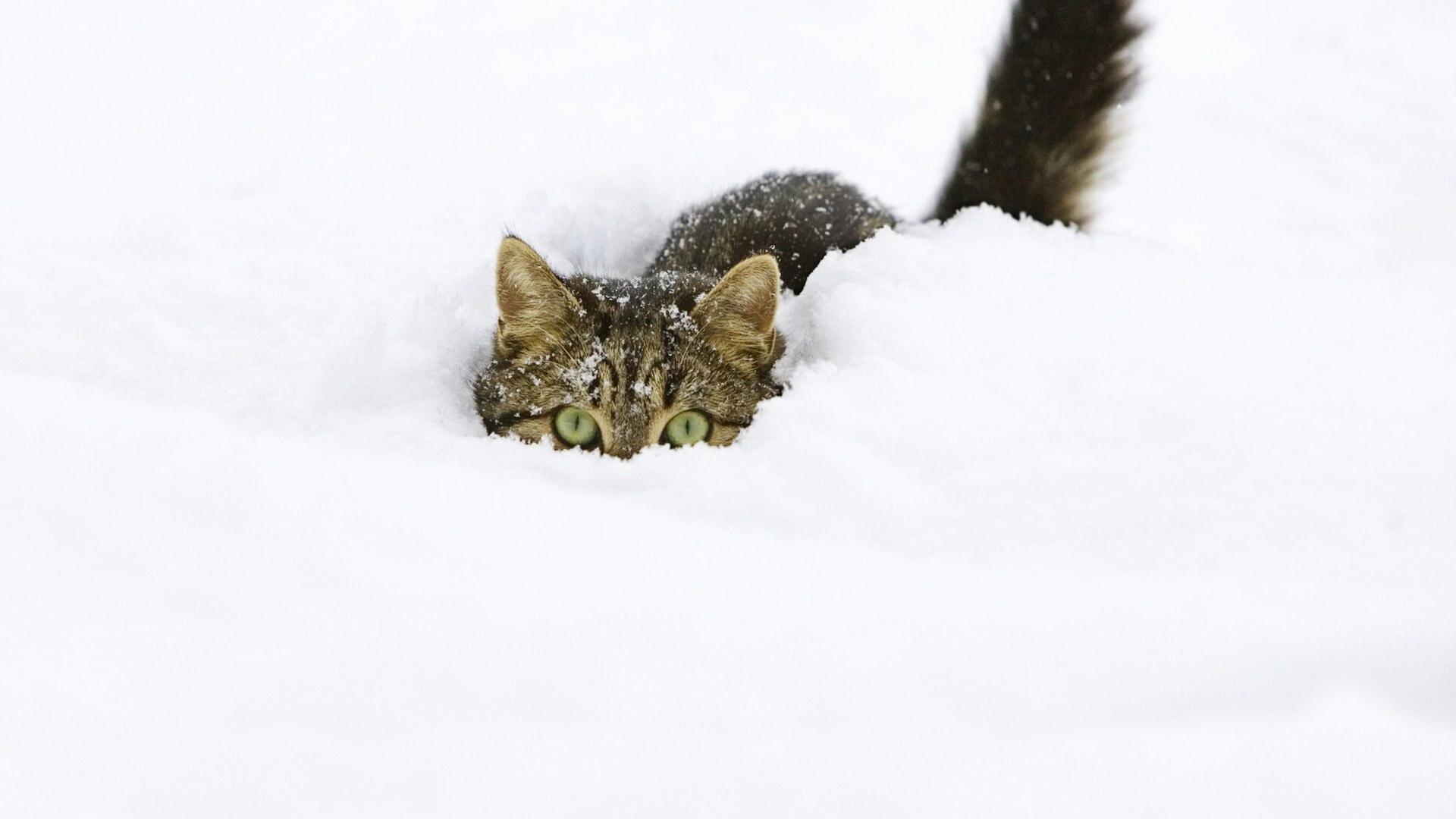 Tiere suchen ein Zuhause vom 02.02.2025