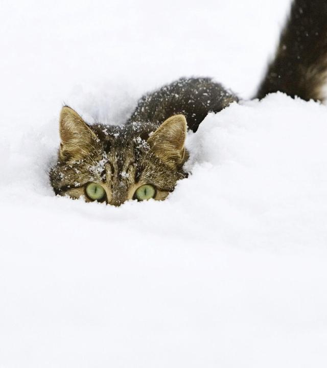 Tiere suchen ein Zuhause vom 02.02.2025