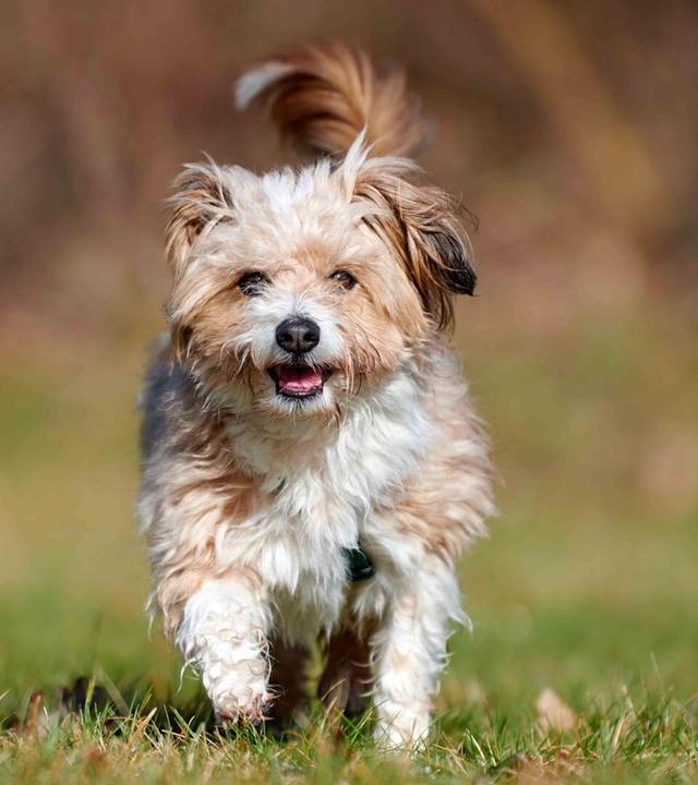 Tiere suchen ein Zuhause vom 09.03.205