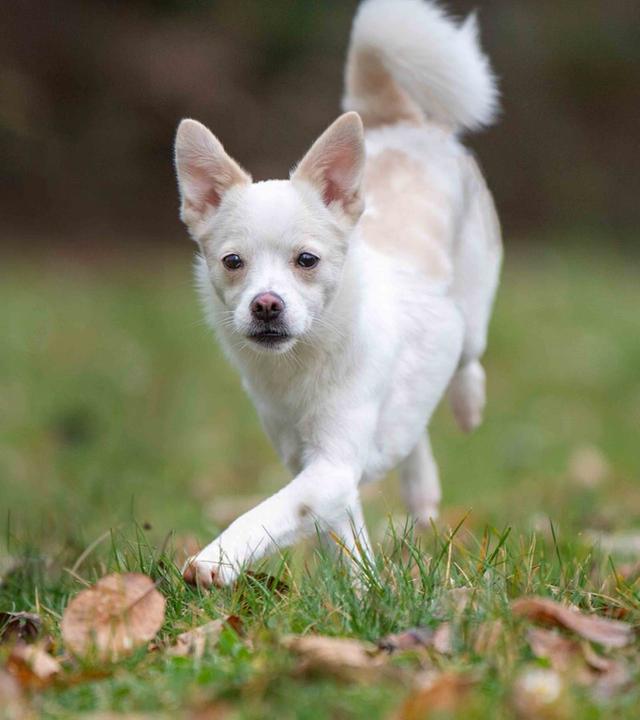 Tiere suchen ein Zuhause vom 12.01.2025