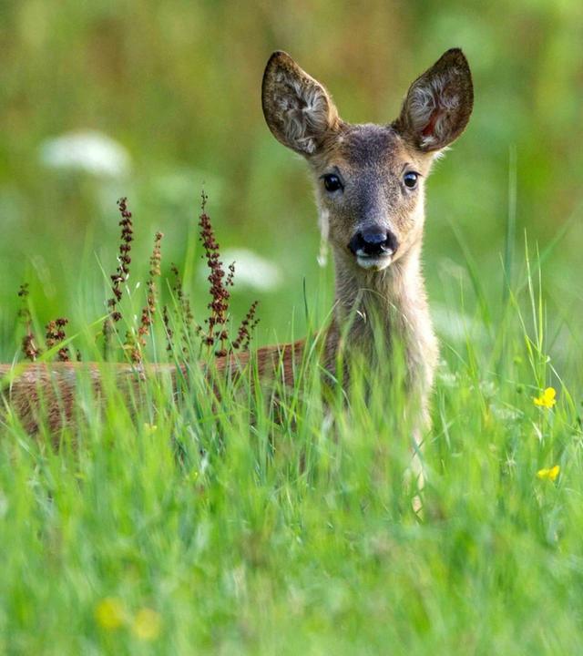 Tiere suchen ein Zuhause vom 16.02.2025