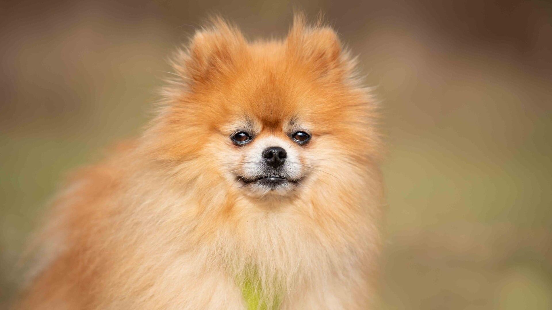 Tiere suchen ein Zuhause vom 16.03.2025