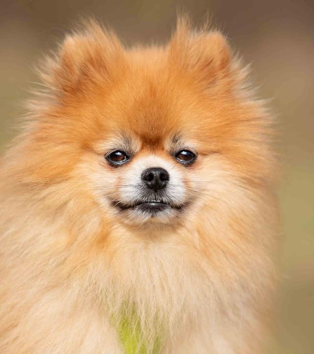 Tiere suchen ein Zuhause vom 16.03.2025