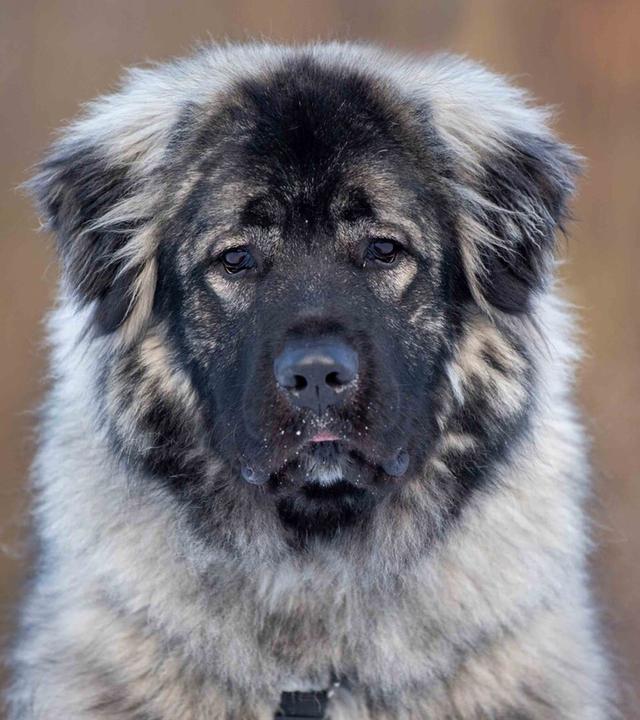 Tiere suchen ein Zuhause vom 19.01.2025