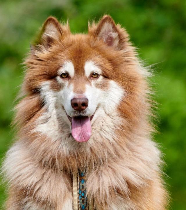 Tiere suchen ein Zuhause vom 23.06.2024