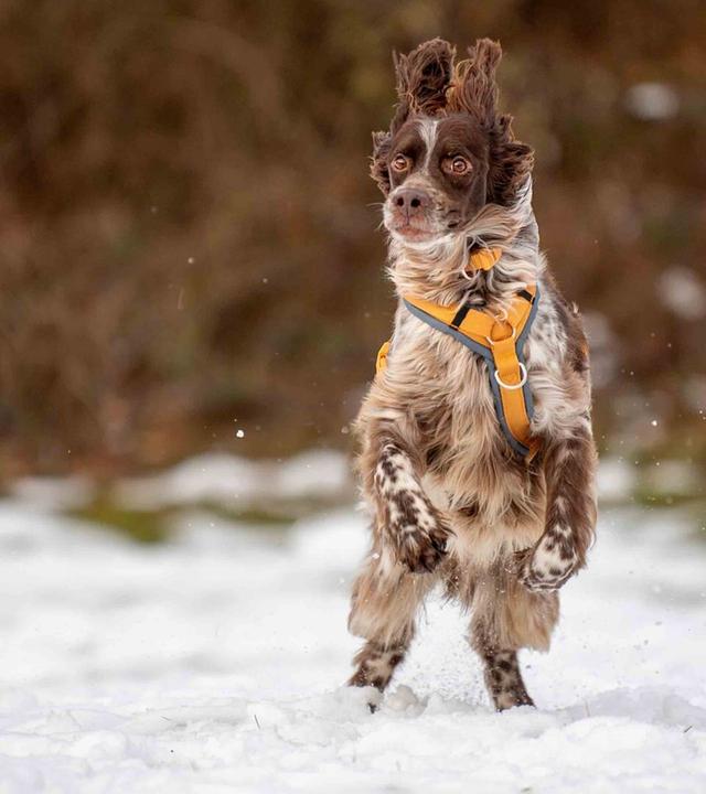 Tiere suchen ein Zuhause vom 26.01.2025