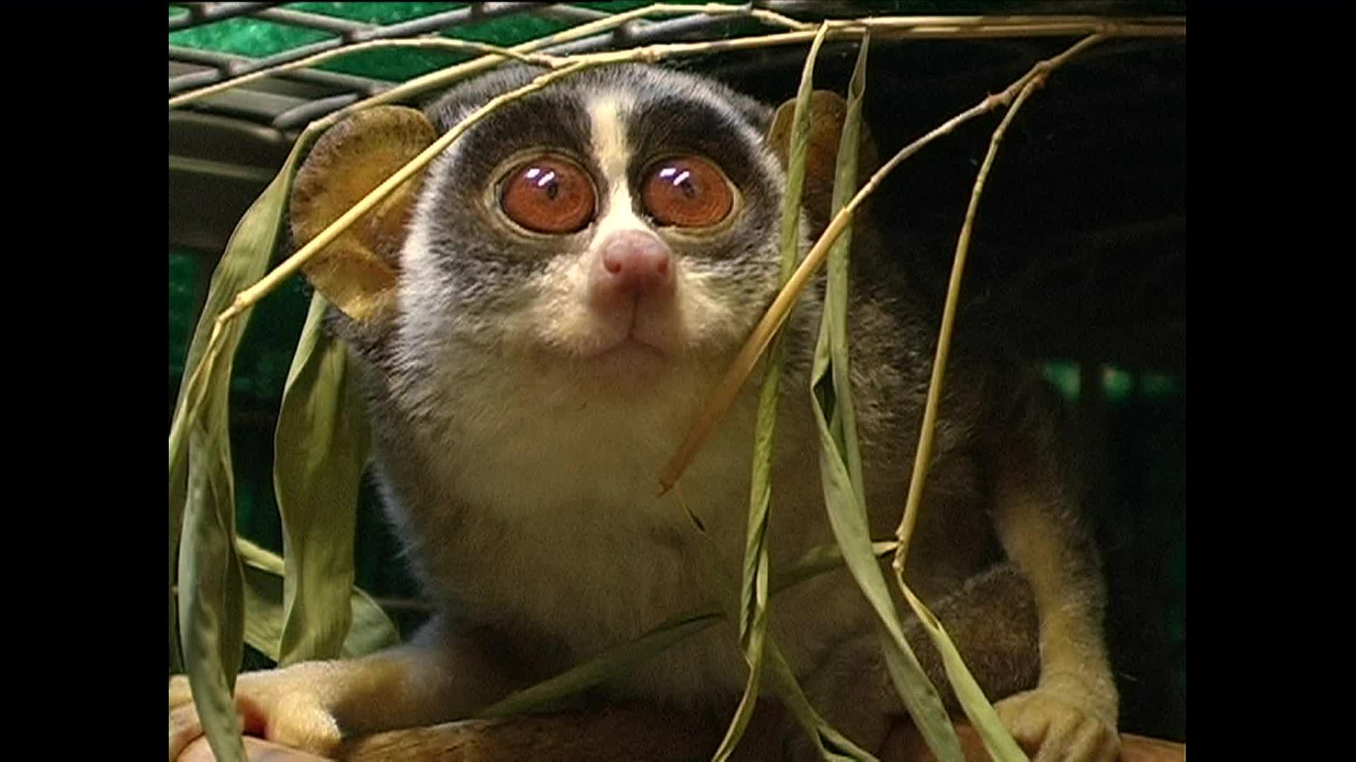 Tierisch aufdringlich ...