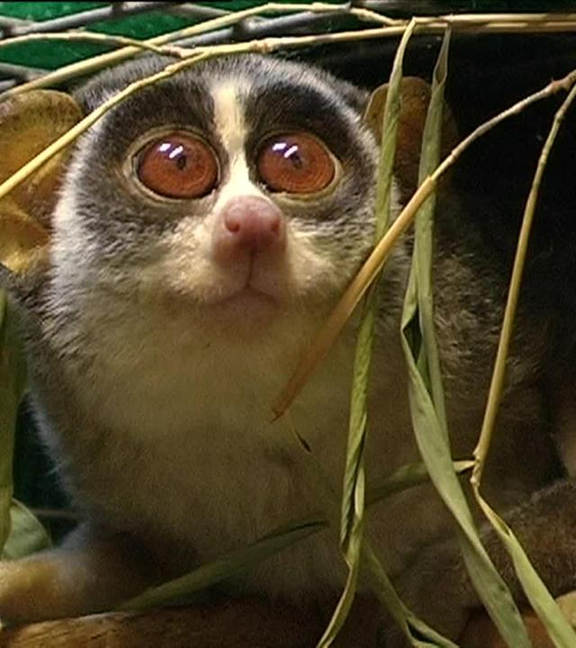 Tierisch aufdringlich ...