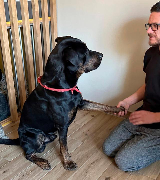 Tierische Helfer - Mit Hunden in der Suchtklinik