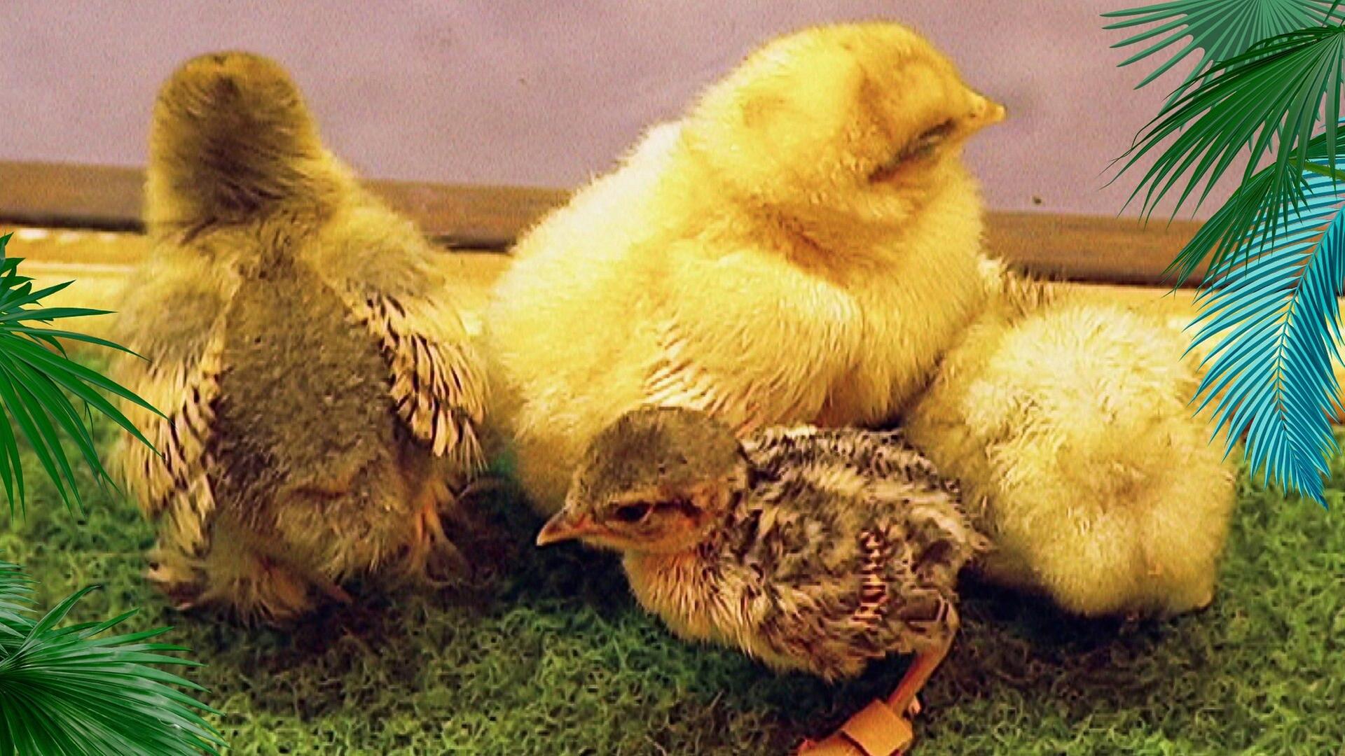 Tierpfleger und Pantoffeltierchen