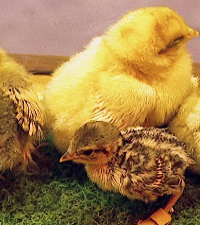 Tierpfleger und Pantoffeltierchen