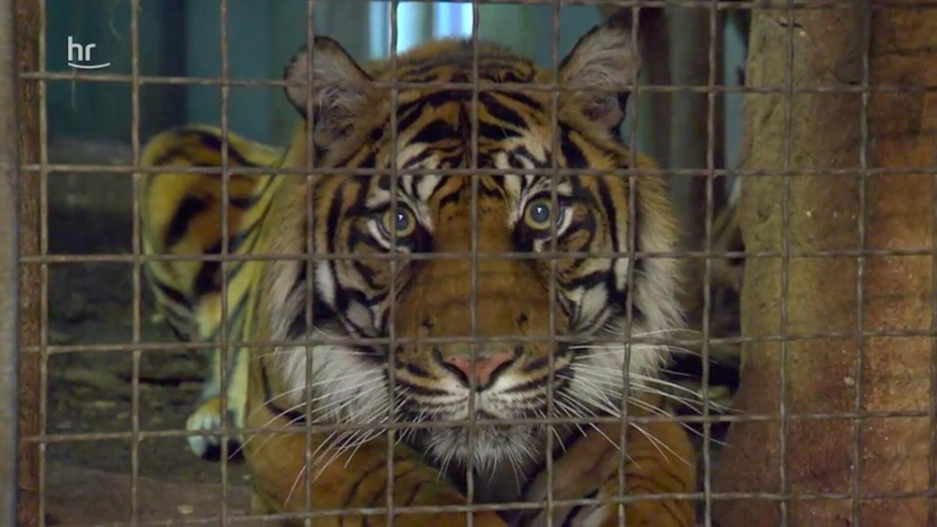 Tigerbaby im Anmarsch