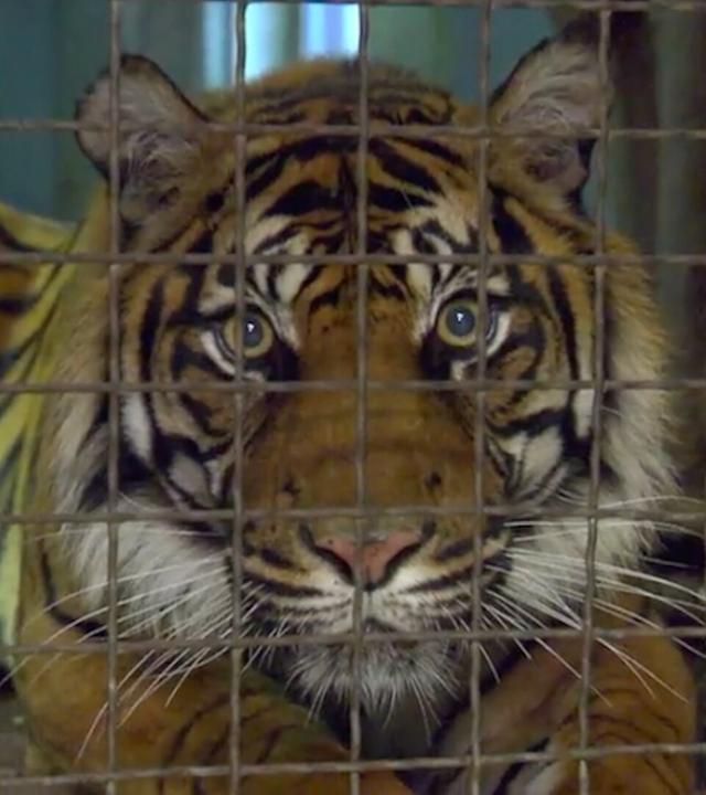 Tigerbaby im Anmarsch