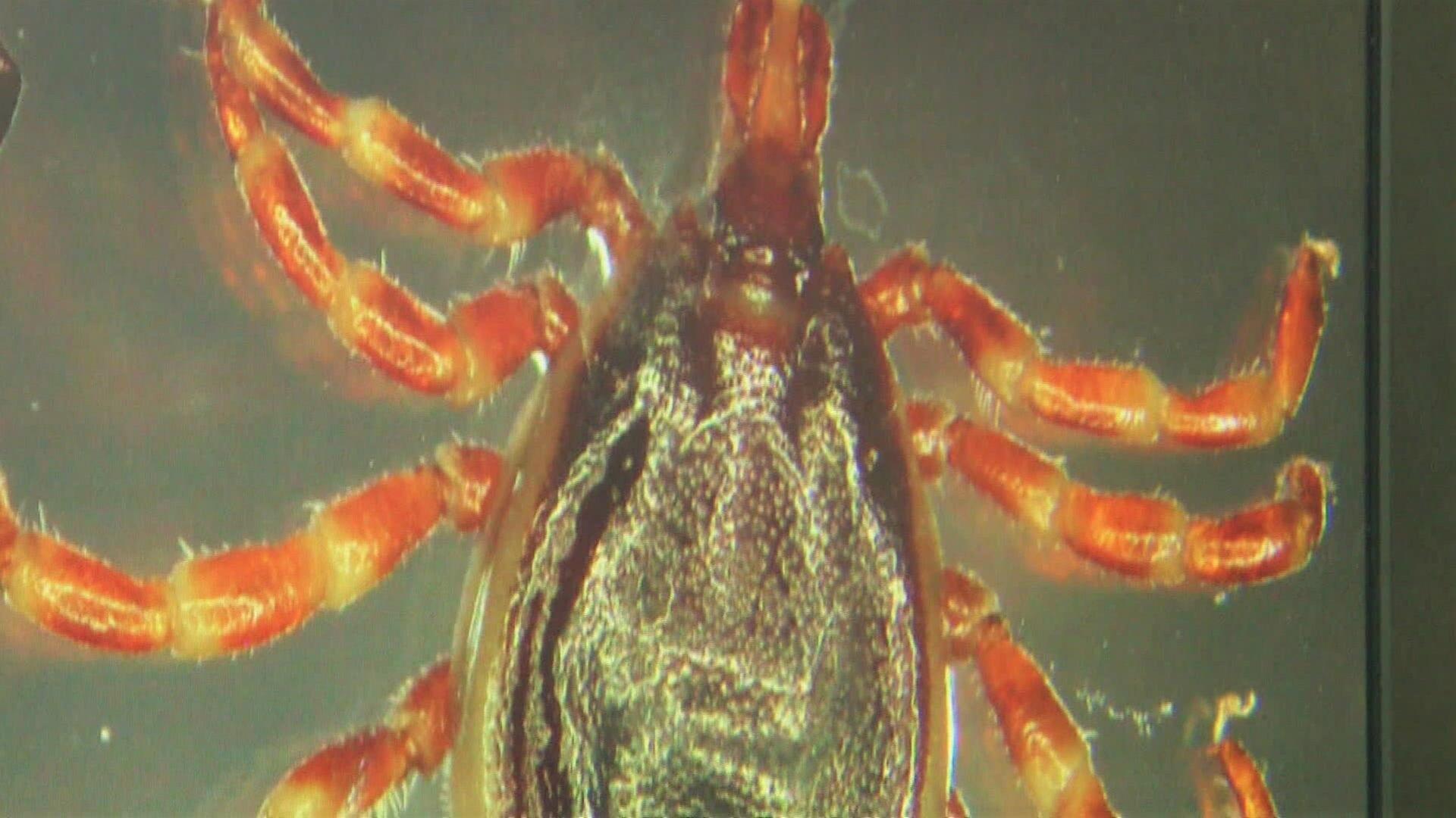 Tigermücke und Riesenzecke - Wie gefährlich sind Invasive Insektenarten?