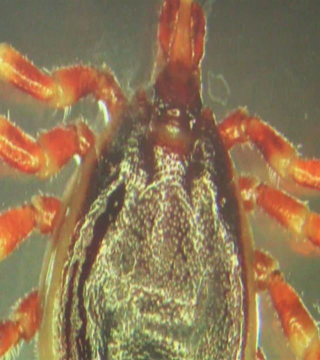 Tigermücke und Riesenzecke - Wie gefährlich sind Invasive Insektenarten?