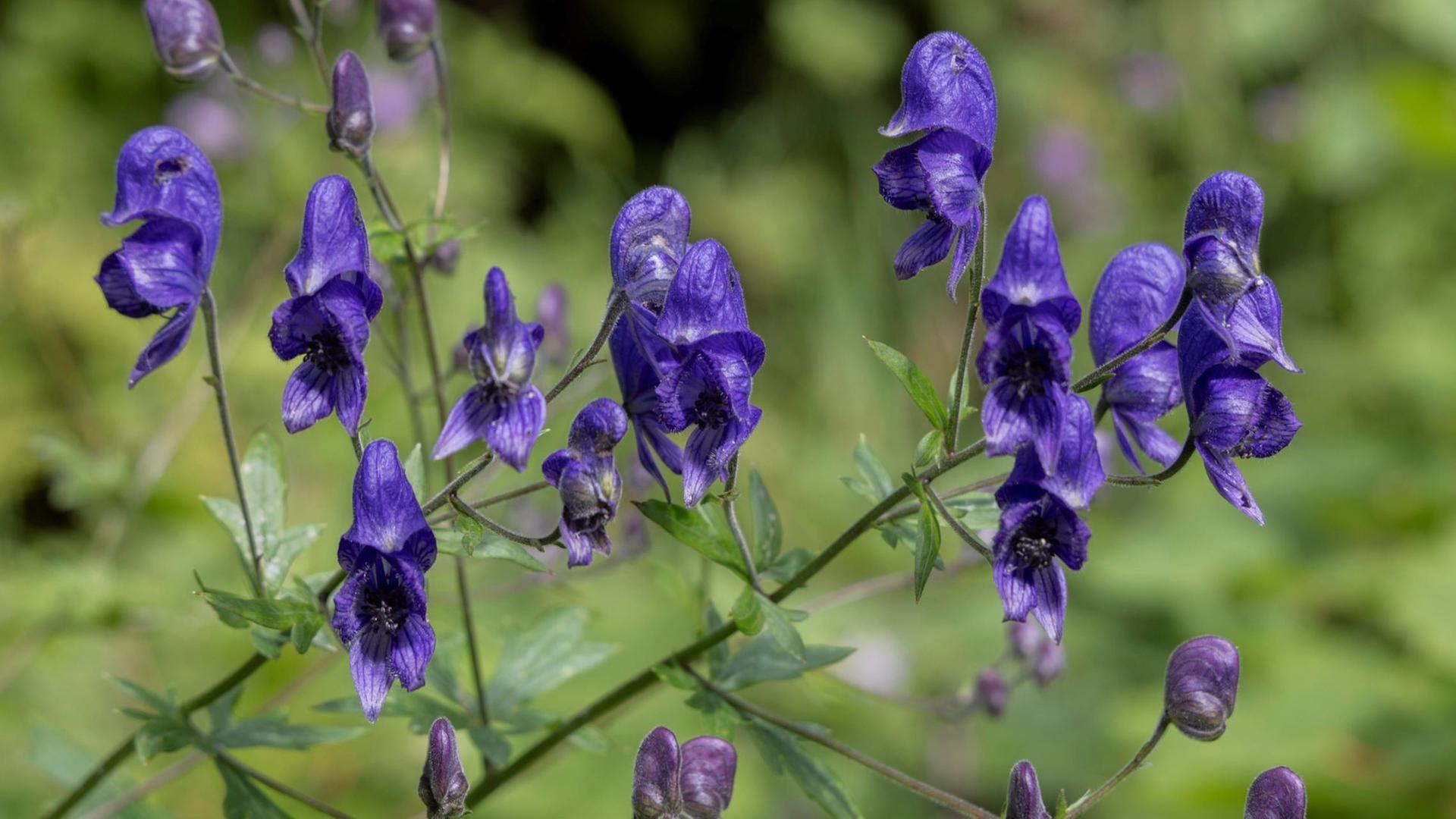 Tödliche Pflanzen, Blattpflege, Mutterkraut