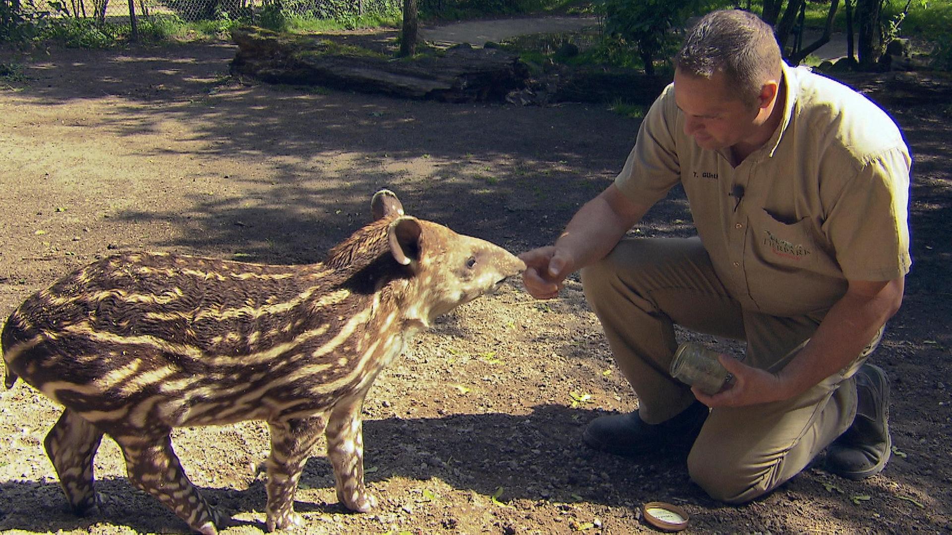 Tote Hose im Tapir-Gehege