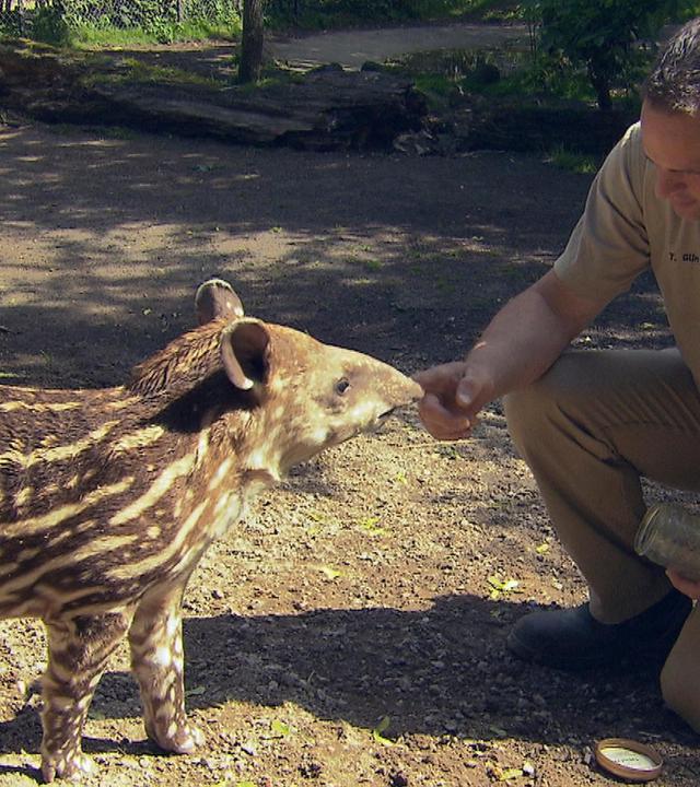 Tote Hose im Tapir-Gehege