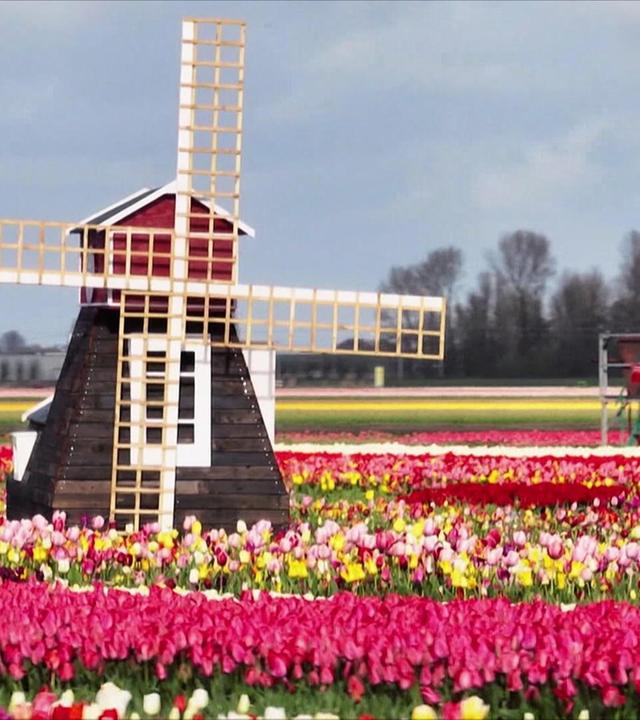 Tulpenfrühling in den Niederlanden