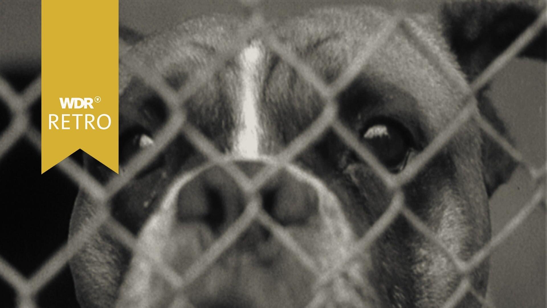 Überfüllte Tierheime zur Urlaubszeit