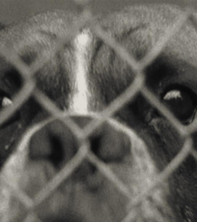 Überfüllte Tierheime zur Urlaubszeit