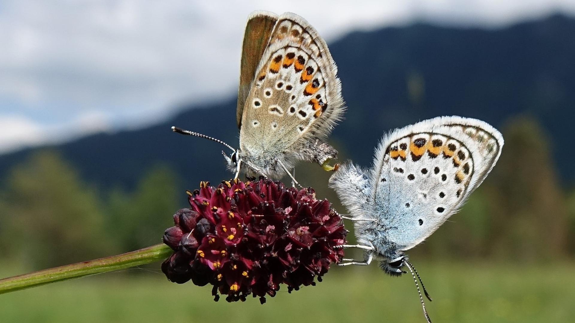 Unersetzlich und bedroht · Unsere Insekten